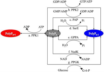 Distribution Patterns of Polyphosphate Metabolism Pathway and Its Relationships With Bacterial Durability and Virulence